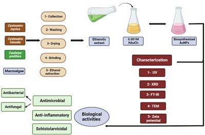 In vitro assessment of antimicrobial, anti-inflammatory, and schistolarvicidal activity of macroalgae-based gold nanoparticles